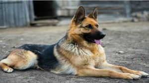 Doctor booked for tying stray dog to car, dragging it along road in Rajasthan