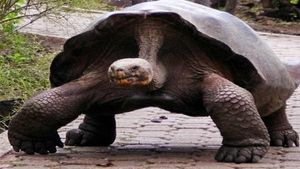 Giant Aldabra tortoise, worth Rs 15 lakh 'stolen' from Chennai Zoo; Probe on