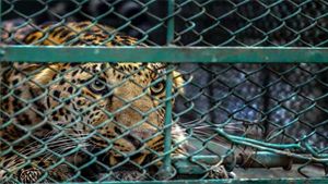 Leopard hiding in Dehradun airport rescued