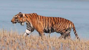 Uttar Pradesh gears up for its fourth tiger reserve in Chitrakoot