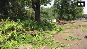  Chandigarh: High-velocity storm uproots trees, disrupts power supply