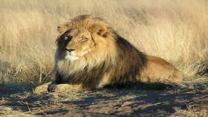 Ten-year-old tiger dies in Ranchi zoo after fever, samples sent for testing after Covid ruled out