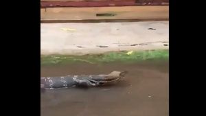 Monitor lizard spotted in Kolkata streets amid cyclone Yaas? Video goes viral