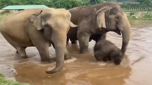Viral: Baby elephant enjoys bathing in a river as mom keeps a close watch