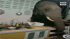 In search for food, elephant, crashes through kitchen wall; Video goes viral