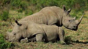 World Rhino Day 2022: Theme, History, Significance and Slogans