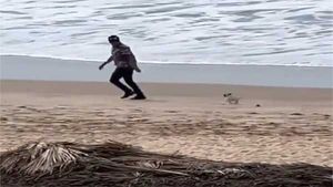 WATCH: Man plays with puppy on the beach, video will make you smile