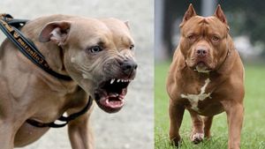  Pet pit bull mauls 82-year-old woman to death in Lucknow