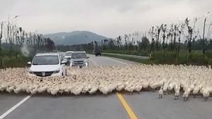 Watch: 'Disciplined' ducks surround a car, hold up traffic