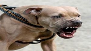 Caught on Camera: Pet dog attacks security guard in Noida’s housing society
