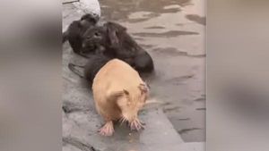 Viral video: Hamster taking bath like a human is the cutest thing you'll see today
