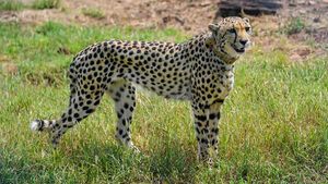 Did you know Cheetahs can't roar?