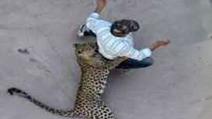 Leopard attack in Jharkhand's tiger reserve injures two forest officials