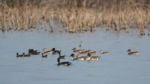 Nanjarayan Tank Announced as 17th Bird Sanctuary of the State!
