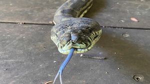 Jharkhand: Python swallows a whole goat
