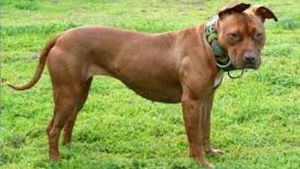 Pitbull, Rottweiler, Dogo Argentino banned in Ghaziabad
