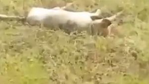 Delhi: 4 tech students, who beat a pregnant dog to death, held 