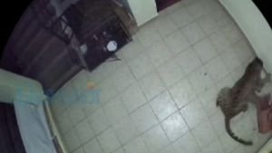 Leopard enters house, mauls dog to death in Ooty | Viral video