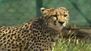 South African Cheetah translocated to Kuno park dies of sickness