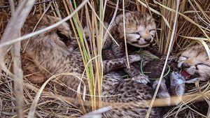 This is your chance to name four newly-born cheetah cubs at Kuno park