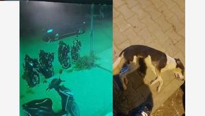 Caught On Camera: Car Driver Runs Over Stray Dog In Bellandur, Netizens Outraged