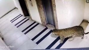 Leopard Spotted In Bengaluru: CCTV Captures Big Cat In MS Dhoni International School, E-City And Kudlu Gate