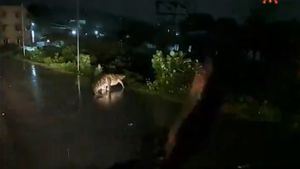 Chennai Rains: Crocodile Spotted Crossing The Road In Perungalathur [Watch Viral Video]