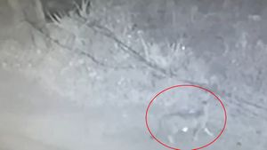 Another Leopard Spotted Off Sarjapur Road In Bengaluru, Forest Officials On Alert