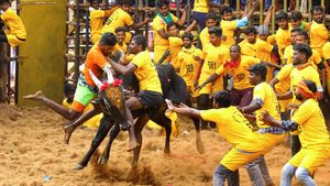 Jallikattu 2024: Over 12,000 Bulls and 4,500 Tamers Registered In Madurai