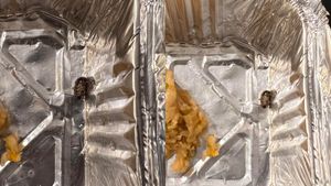 Bengaluru Resident Finds Cockroach In Momos From Beijing Bites, Shares Ordeal On Reddit