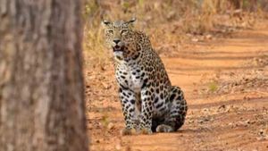 Leopard Safari In Bannerghatta National Park: Check Timings, Zoo Safari And Entry Fee