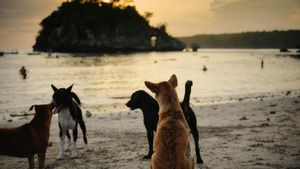 MyBMC App: Mumbaikars' New Tool to Address Stray Animal Concerns
