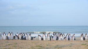 Tamil Nadu's Marina Beach Cleans Up: Coast Guard Leads International Coastal Clean-Up Day Initiative