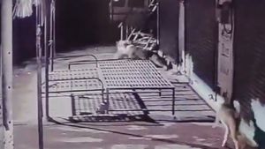 Leopard Kills Dog In Pune, Caught On Camera, Residents In Fear