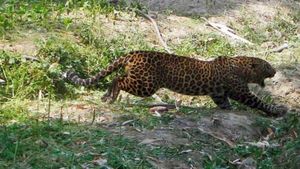 Leopard Spotted In Bengaluru: Big Cat Reported Near Apartment In Banashankari