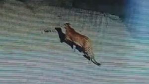 Leopard Sighting At Infosys Mysuru Campus: Work-From-Home For Trainee Employees