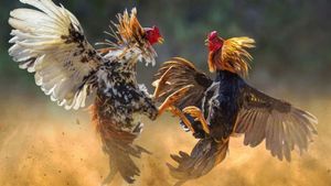 Andhra Pradesh: Record-Breaking Price For Chicken At Rs 1,11,111 - Know Why