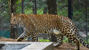 Leopards Spotted In Bengaluru: Forest Officials Confirm the Presence of Two Big Cats 