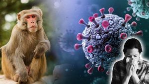 Karnataka: Monkey Fever Cases Surge In Chikkamagaluru, Health Officials On High Alert