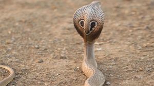 Snake In The Secretariat: Poisonous Snake Discovered In IAS Officer’s Vehicle