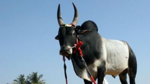 Bull Kills 67-Year-Old Man In Delhi's Alipur; One More Injured