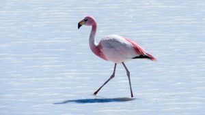 Viral Video: Navi Mumbai’s Flamingo Migration Stuns The Internet—Watch The Stunning Scenes