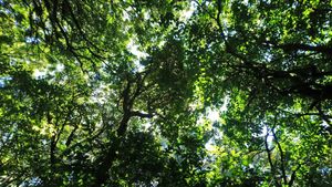 'Save City Forest' Calls On The Telangana Government To Halt The Auction Of Kancha Urban Forest In Gachibowli