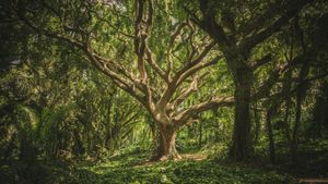Telangana Govt to Build One of World’s Largest Eco Parks Worth Rs 1,000 Crore in Kancha Gachibowli