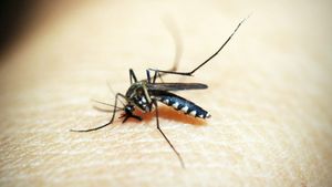 Telangana Reports Record Dengue And Chikungunya Cases In 2024 Amid Seasonal Disease Surge