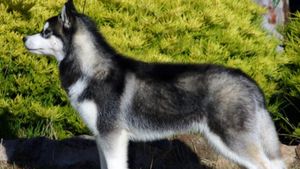 Pet Dog Husky Allegedly Eats Private Parts of Owner, 37-Year-Old Found Dead in Hyderabad Apartment