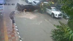 Delhi Rains: Tree Uproots In Kalka Ji After Heavy Rain, One Dead, Several Vehicles Damaged