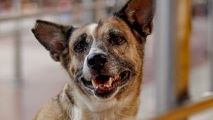 Delhi Stray Dog Sterilisation And Vaccination Drive Launched After Supreme Court Order