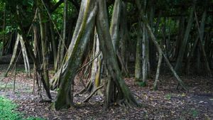 BMC Launches Mangrove Nurseries Initiative In Eksar, Borivali To Mitigate Environmental Impact