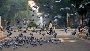 Are Pigeon Droppings the Hidden Threat in Urban Areas? Harsha Bhogle Shares Concerns